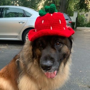 Knitted Strawberry hat!! (Dog not included) :)